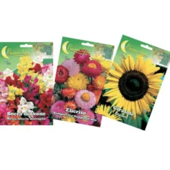Hortus Sementi fiore, astro nano da bordura