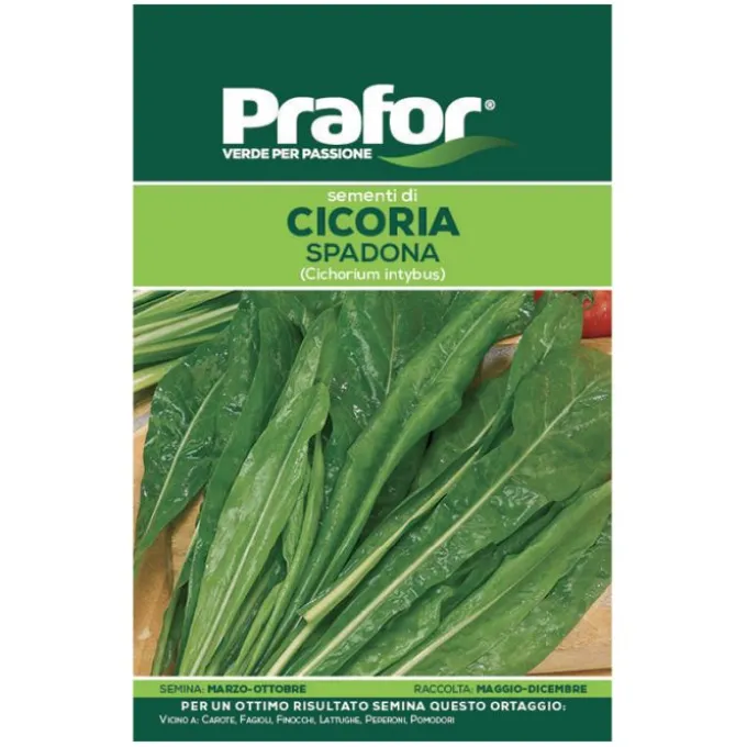Hortus Semi prafor cicoria spadona bts