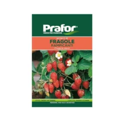 Hortus Semi prafor fragole rampicanti bts