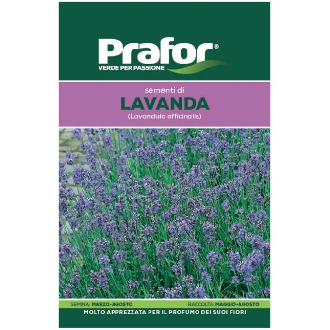 Hortus Semi prafor lavanda bts